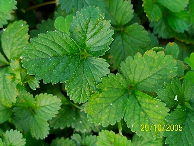 Potentilla indica (=Duchesnea indica) / Fragola matta